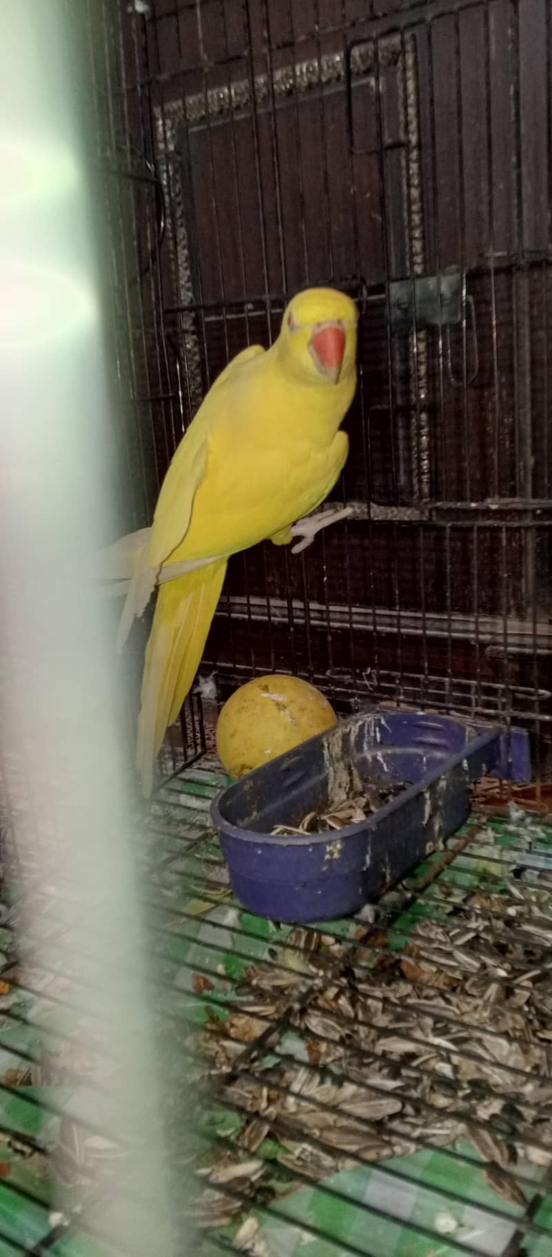 yellow ring neck 2