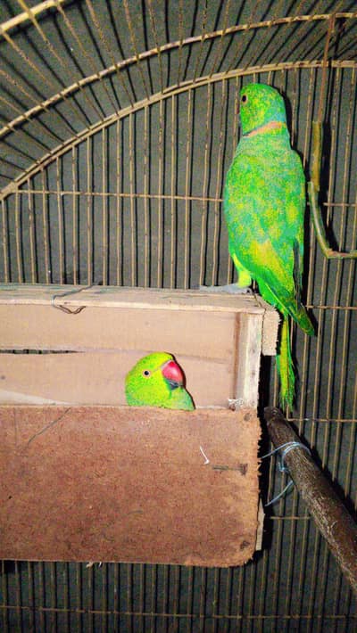 Breeder pair hai 2 month Bad Season Arha hai