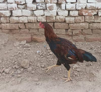 اصیل مرغا فروخت کے لیے دستیاب ہے