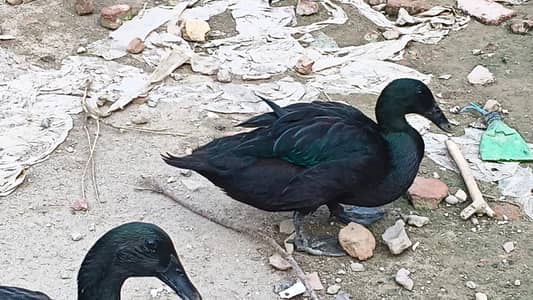 Cayuga Duck