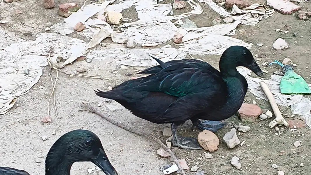 Cayuga Duck