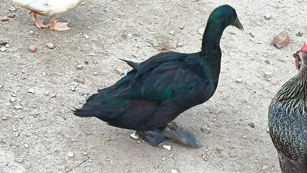 Cayuga Duck — photo 2