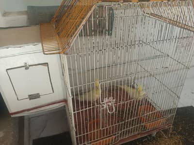cocktail paroot