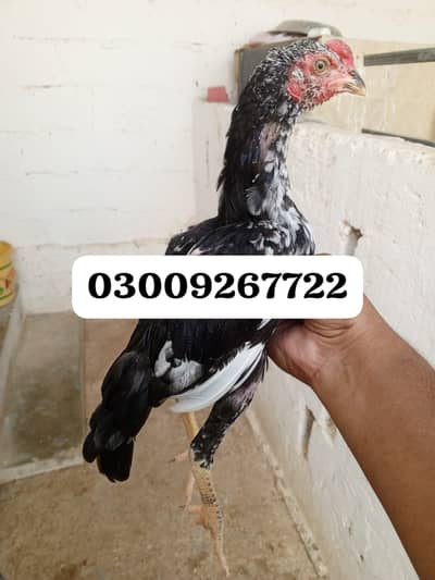 3 Aseel male available