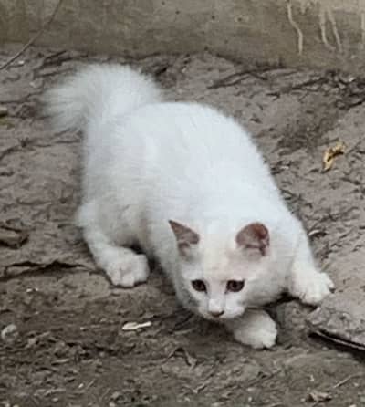 Persian kitten cat vaccinated card also