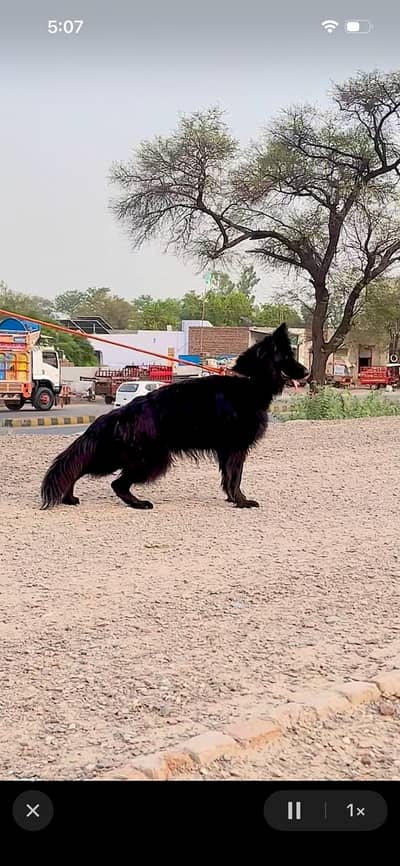 Black German Shepherd Female | 14 Months | Long Coat | Beautiful & Hea