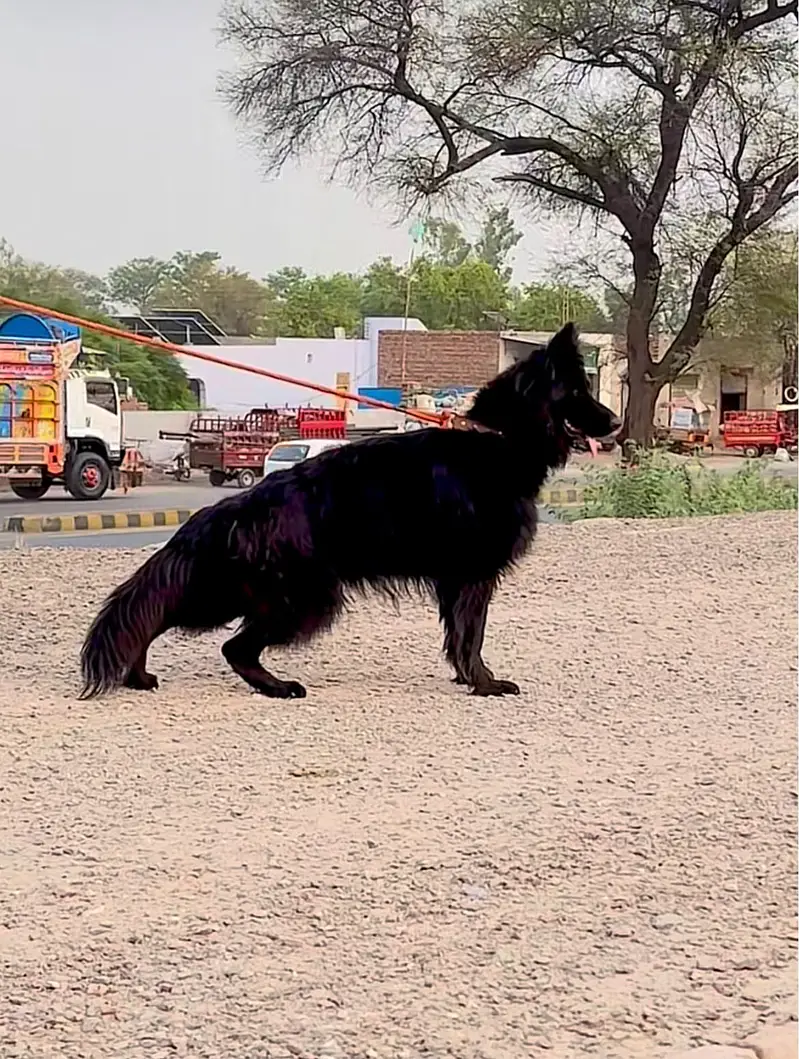 Black German Shepherd Female | 14 Months | Long Coat | Beautiful & Hea — photo 2