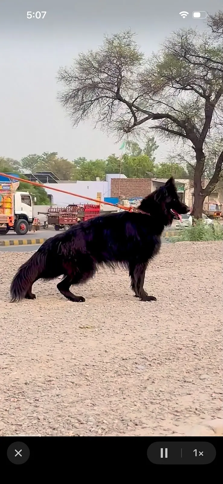 Black German Shepherd Female | 14 Months | Long Coat | Beautiful & Hea — photo 3