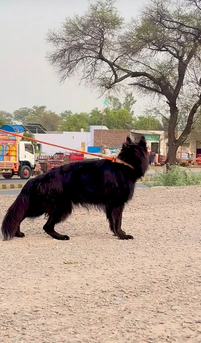 Black German Shepherd Female | 14 Months | Long Coat | Beautiful & Hea — photo 4