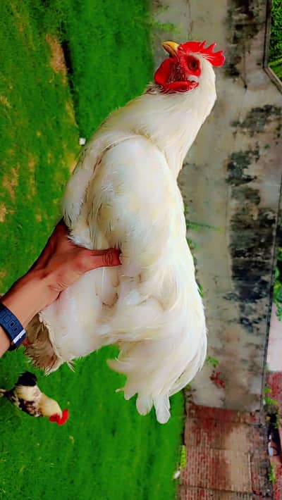 white heavy puff paire