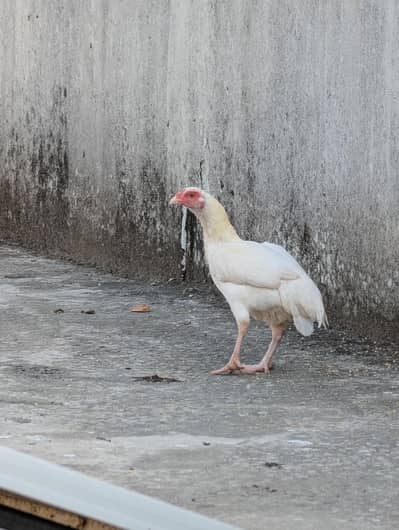 Paper white quality Heera female available for sell whtsp: 03159640025