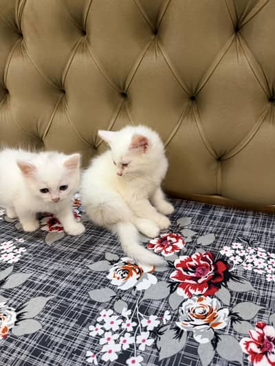 Persian kitten Male Litter Train 2 months age