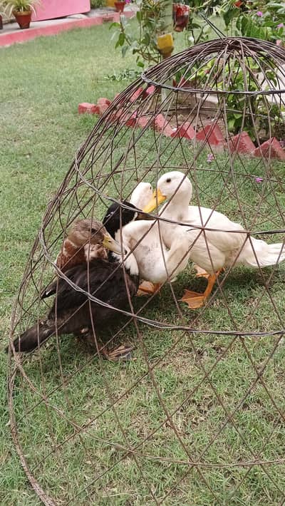 Duck for sale