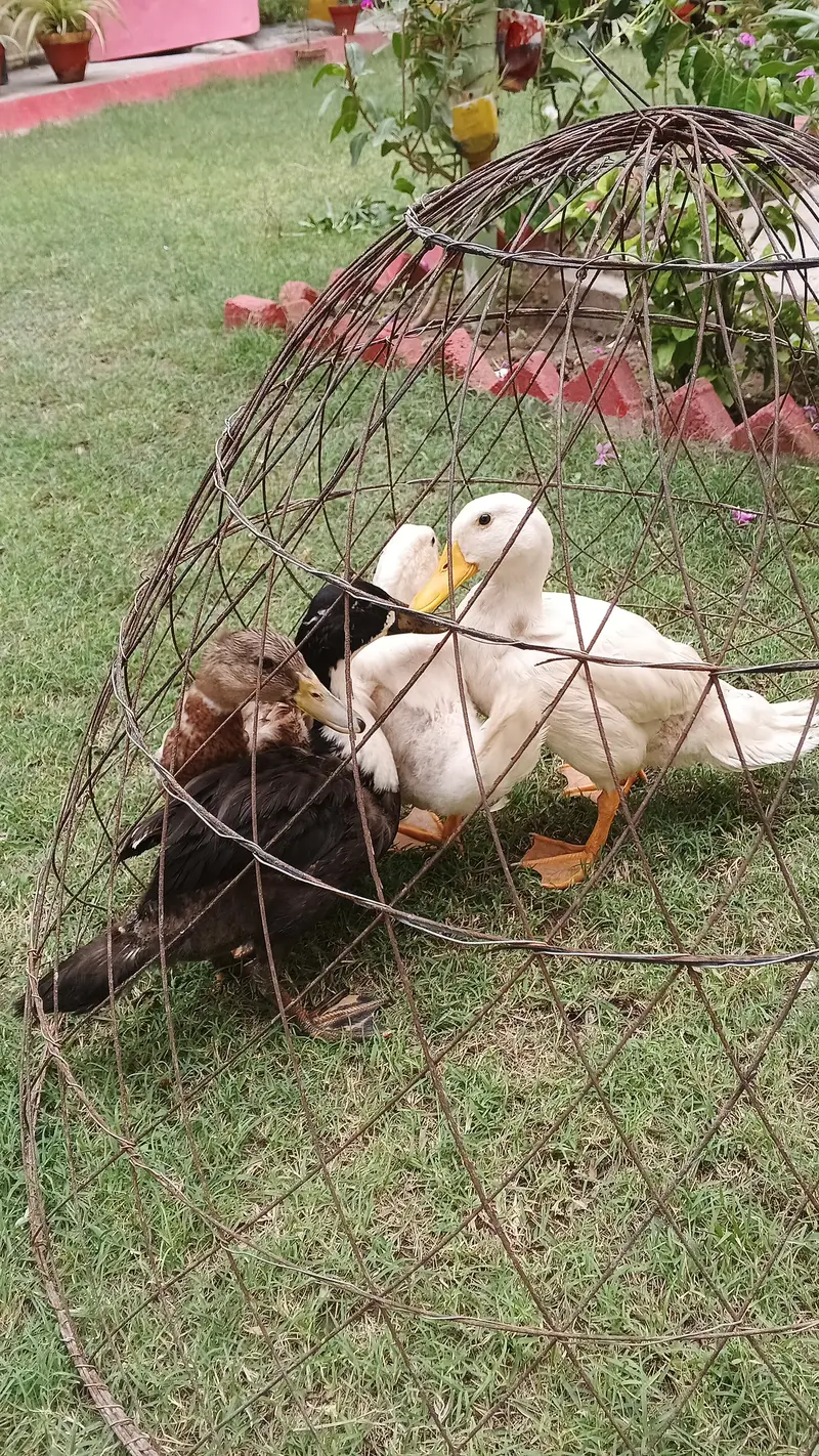 Duck for sale