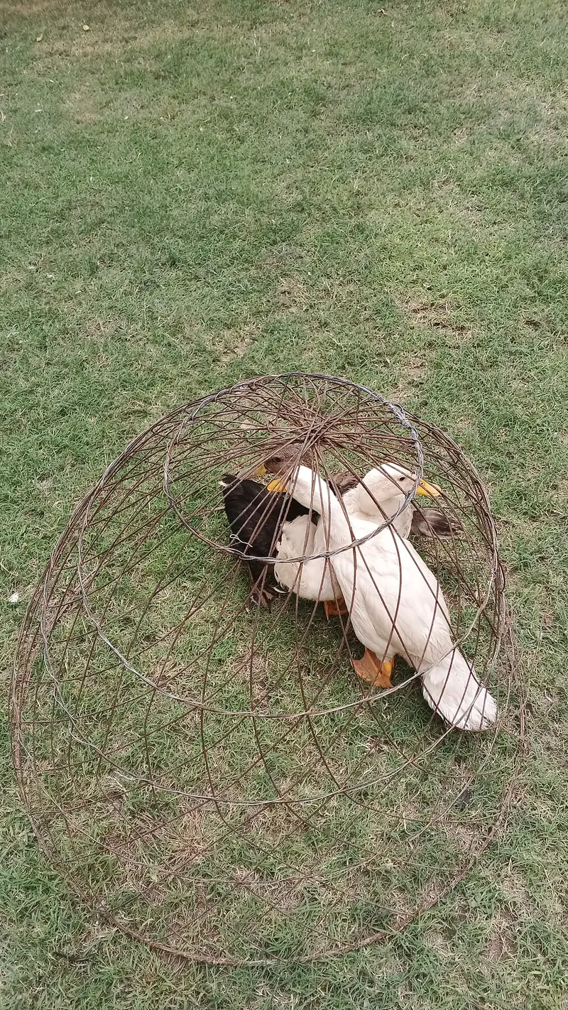 Duck for sale — photo 2