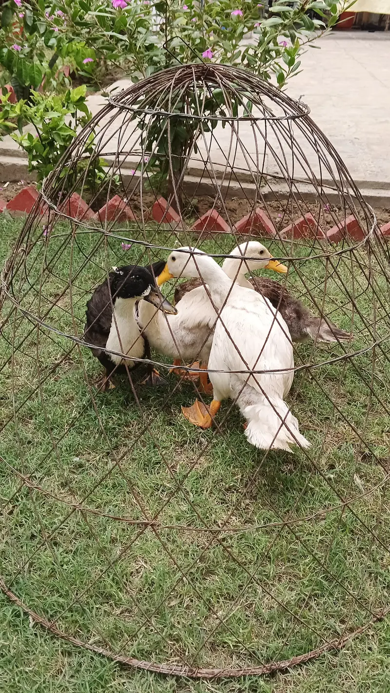 Duck for sale — photo 3