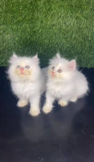 Persian kittens. Whatapp//037046////02354