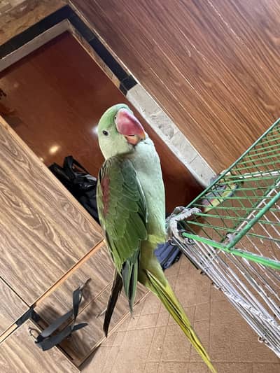Raw Parrot Chick for Sale