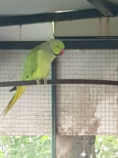 breeder parrot male