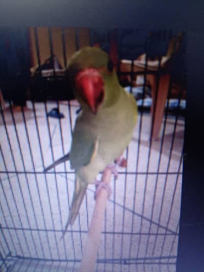Green Parrot Katha