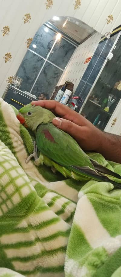 parrot