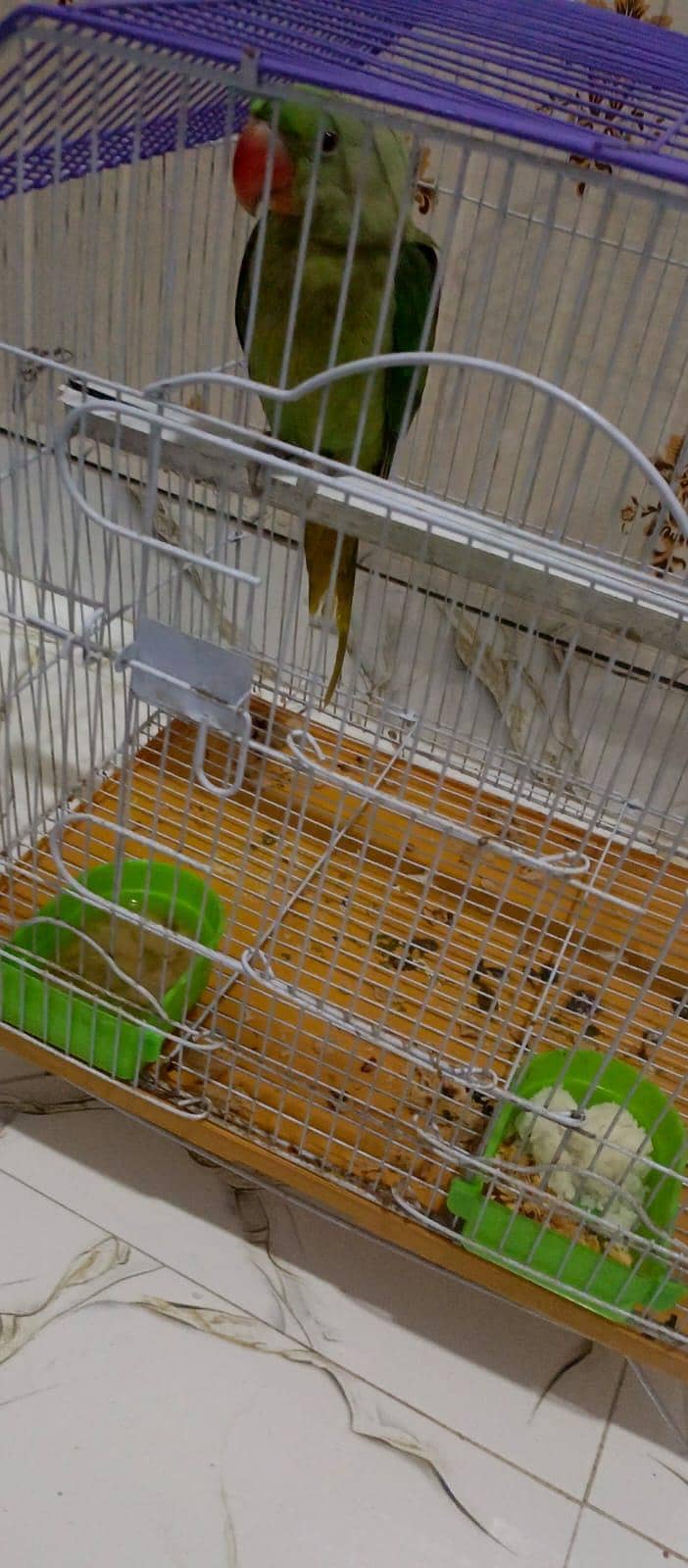 parrot 1