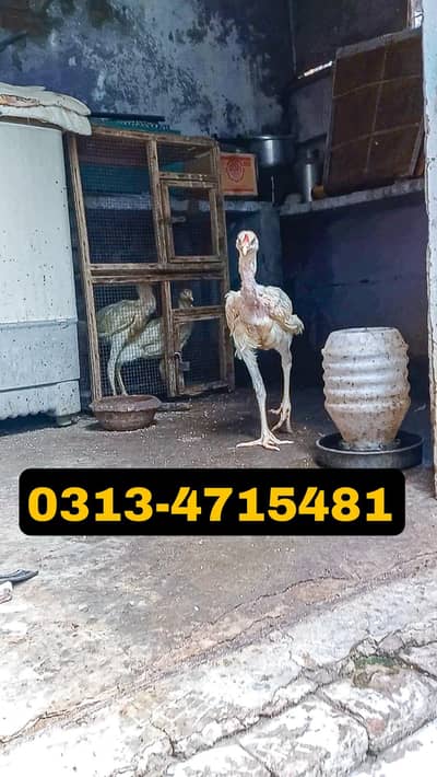 HEERA | QANDHARI | KANDHARI | CHICKS |