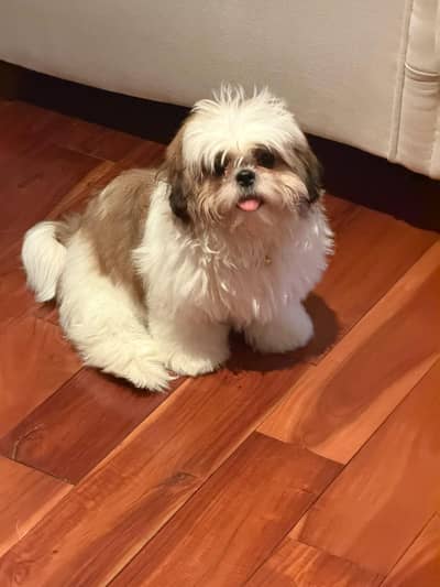 shitzu puppy