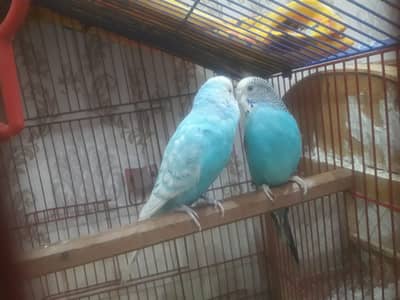 For sale