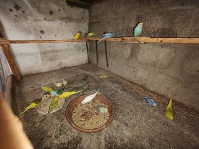 budgie setup for sale