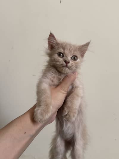 Fawn Persian kitten (female)