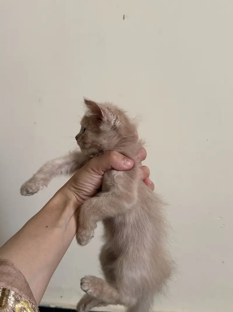 Fawn Persian kitten (female) — photo 2