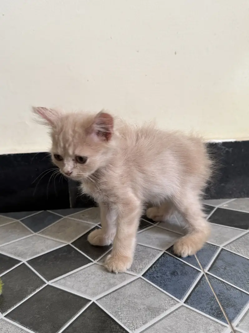Fawn Persian kitten (female) — photo 3