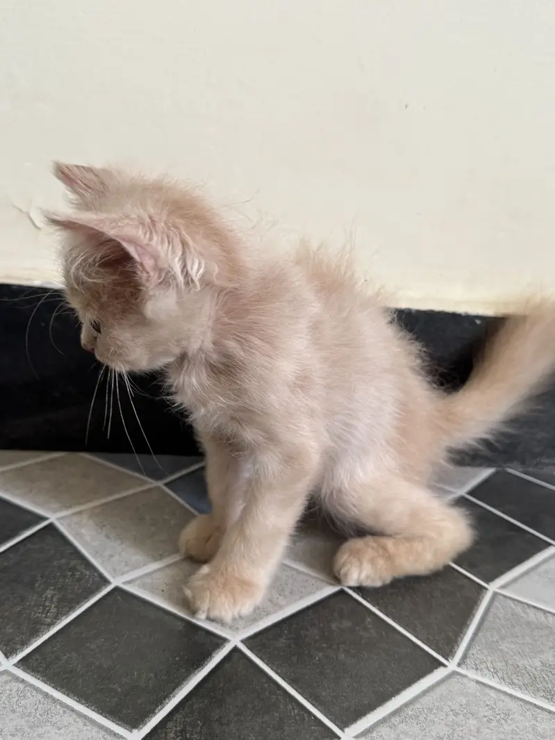 Fawn Persian kitten (female) — photo 4