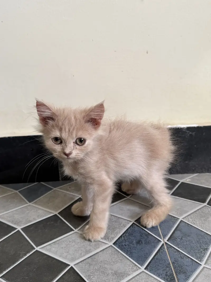 Fawn Persian kitten (female) — photo 5