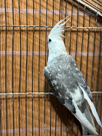 Beautiful Whiteface Pied Cockatiel – Adult – For Sale