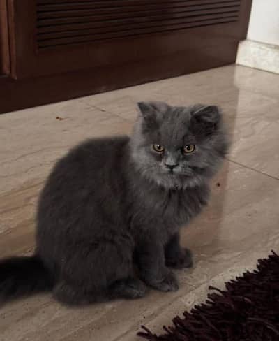 Fluffy 8-Month-Old Male Persian Cat – Vaccinated & Litter Trained