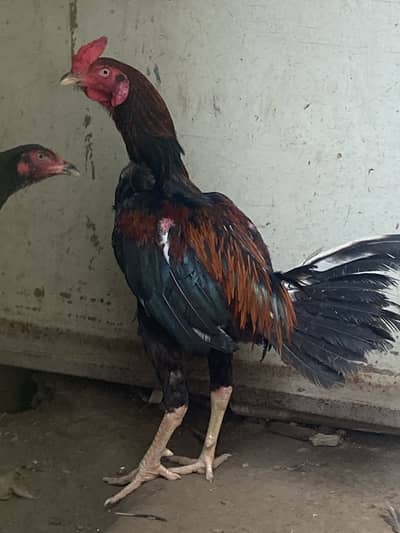 Black and red male murgha and black hen