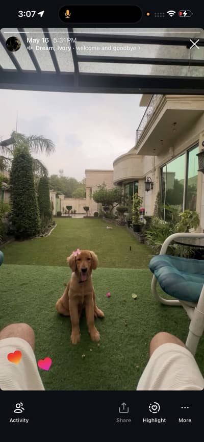 Golden retriever for sale | fully trained | Well-groomed