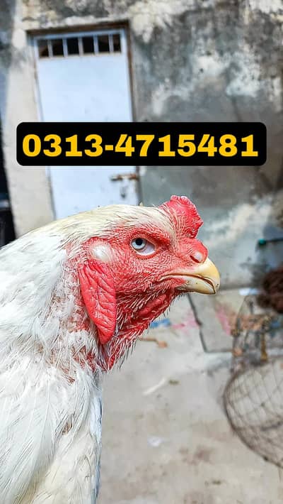 HEERA | BREEDER | MALE | ASEEL