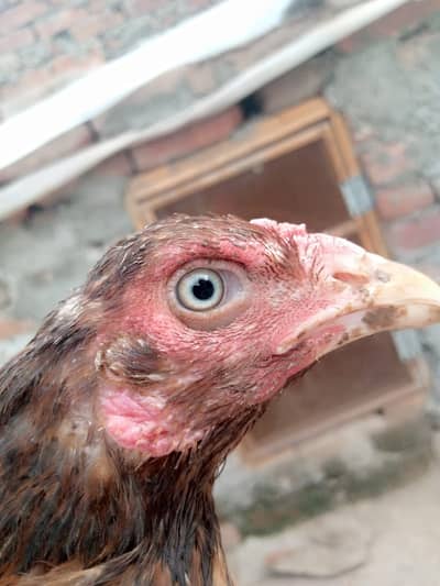 Pure Pakistani Aseel | Ready for eggs