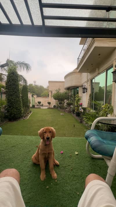 Golden retriever female | fully trained | Well-groomed