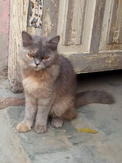 persion kitten for sale