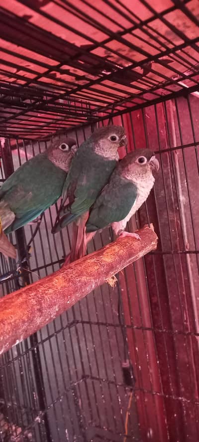 Blue Turquoise Conure Females