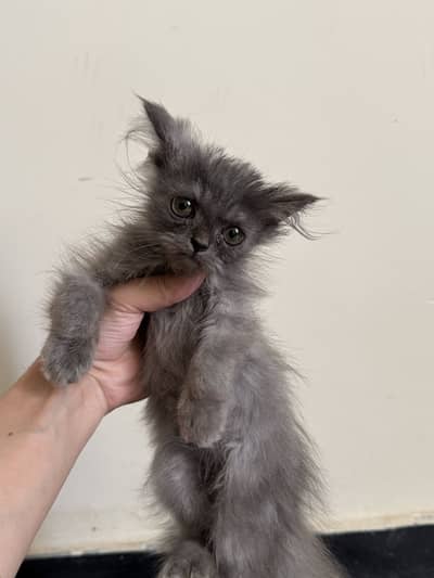 Grey male Persian kitten