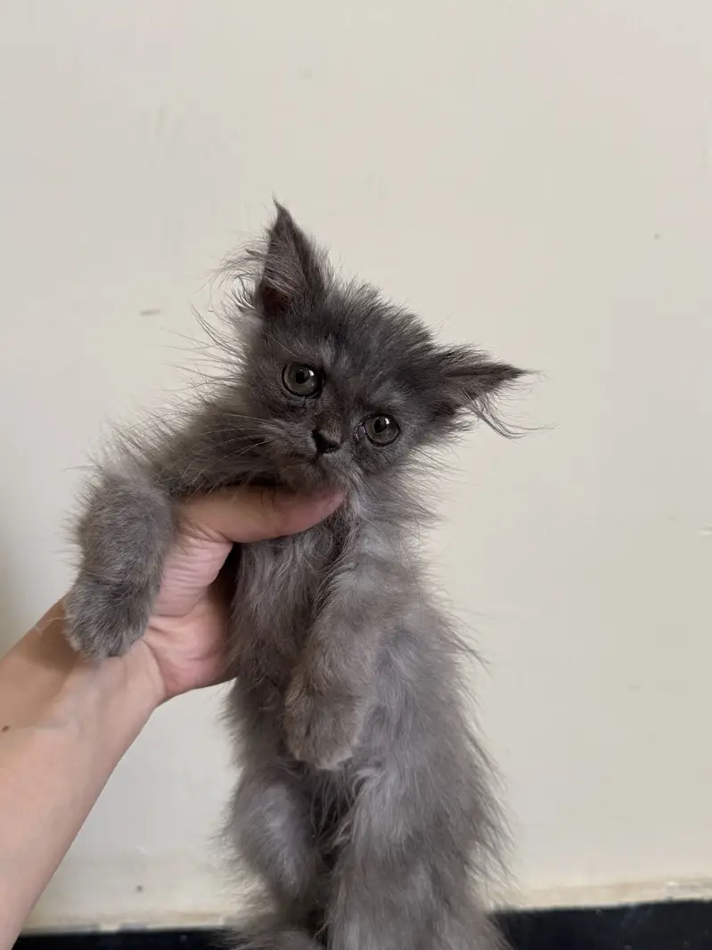 Grey male Persian kitten — photo 2