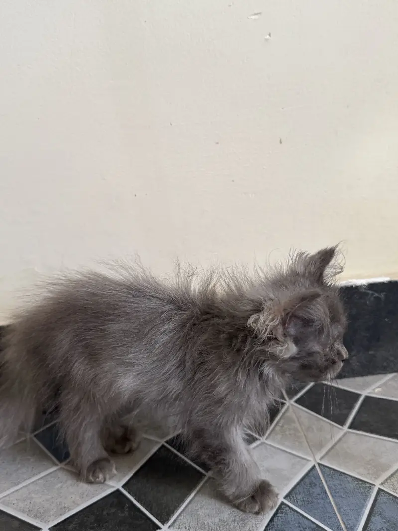 Grey male Persian kitten — photo 3