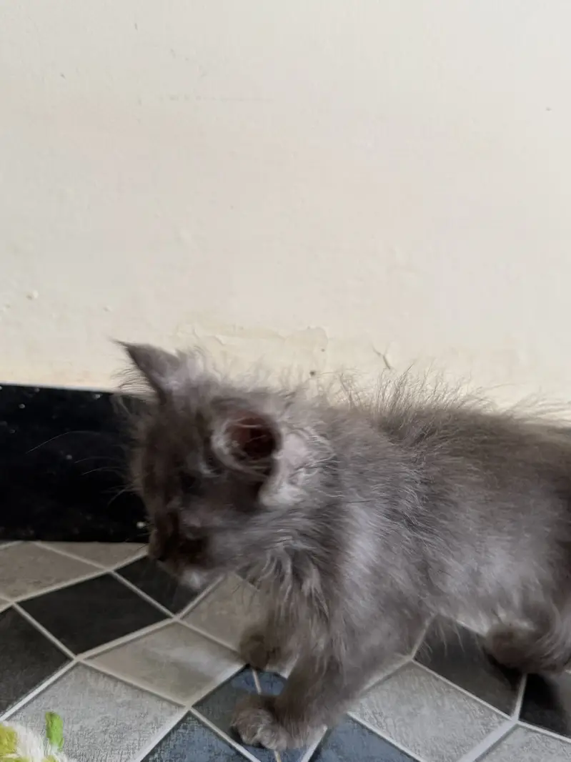 Grey male Persian kitten — photo 4