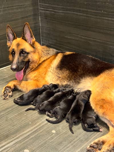 German shepherd puppies for sale