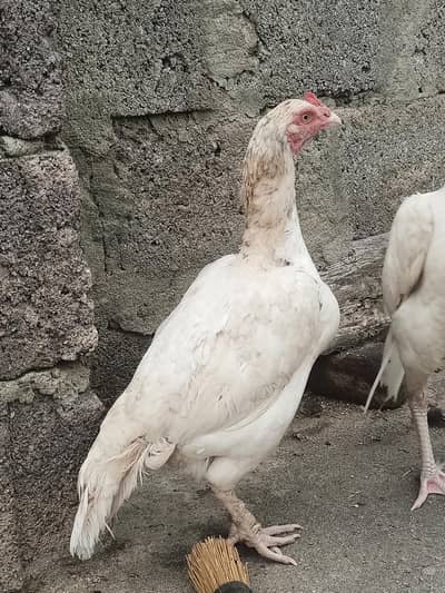 Aseel hen with 3 chicks